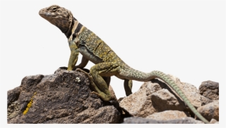 Download Lizard Transparent Images Transparent Backgrounds - Eidechse Transparent