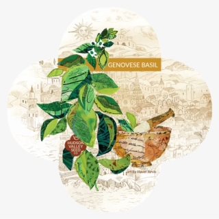 Genovese Basil Quatrefoil - Illustration
