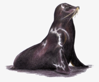 Lobo Marino