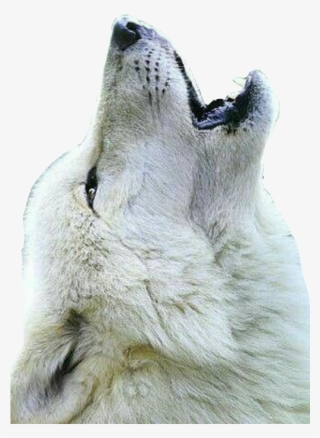 Lobo Sticker