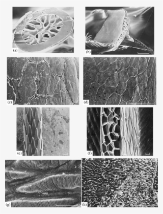 Comparative Architectonics Of The Main Structures Of - Monochrome