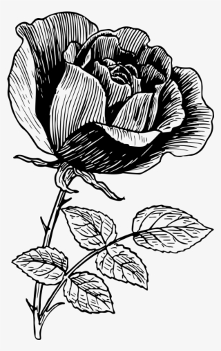 Vintage Rose Line Art - Illustration