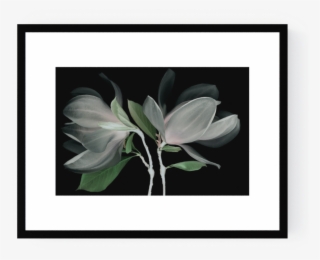 Photo Fleur De Magnolia - Lily
