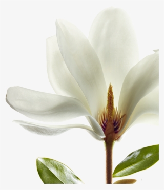 Shine - Magnolia Klorane