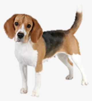 Beagle Clipart Transparent Background - Beagle Dog