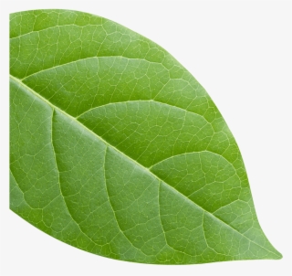 Green Leaf - American Aspen
