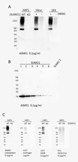 Western Blot Using Sumo1 Antibody - Monochrome