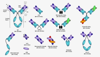 Recombinant Antibody Fragments - Therapeutic Antibody And Protein Process Development