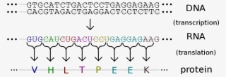 1200 X 455 12 - Genetic Code Translation