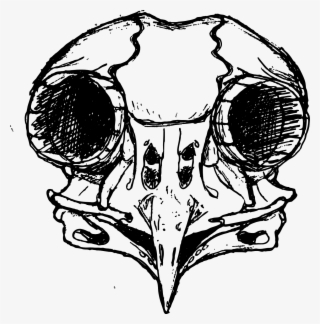 Owl Skull - Owl Skull Drawing