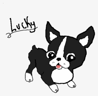 Lucky My Boston Terrier - Cute Kawaii French Bulldog