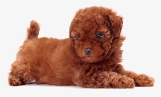 Free Png Download Cute Dogs That Dont Shed Png Images - Cute Dogs That Dont Shed