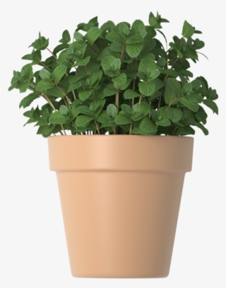 Mint In Flower Pots - Flowerpot