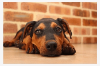 Donate To Petrescue - Companion Dog