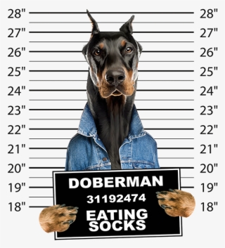 Doberman Mugshot - Doberman Mug Shot