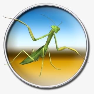 Mantis Lod Editor 4 - Mantidae