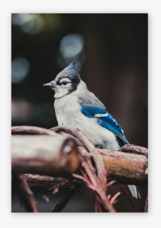 Why A Blue Jay The Blue Jay Is A Planner, It Values