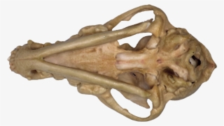 3d Printed Dog Skull Bottom View - Bone