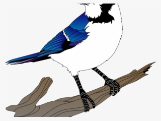 Blue Jay Clipart Birdie - Blue Jay Vector Png