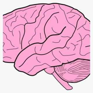 Brain Clipart Clip Art At Clker Vector Online Royalty - Brain Clipart Png