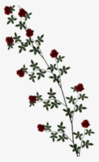 Vine Clipart Transparent Background - Transparent Rose And Vine Clipart