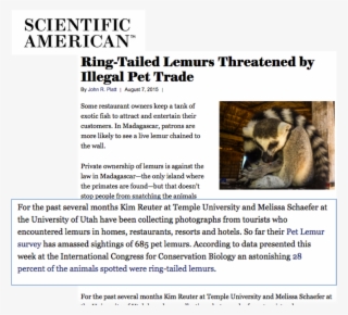 Pet Lemurs In Madagascar - Scientific American
