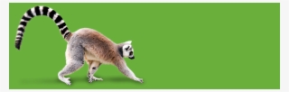 0 - Madagascar Cat