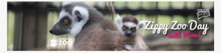 Zippyzoo Webbanner - Madagascar Cat