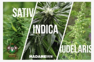 Marijuana Plant - Tipos De Plantas De Marihuanas