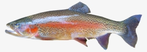 Isolated, Rainbow Trout, Freshwater - Rainbow Trout Fish