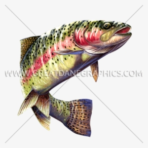 Rainbow Trout Vector - Rainbow Trout On Transparent Background