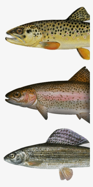 Full Terms And Conditions - Anonymous - Rainbow Trout Canvas