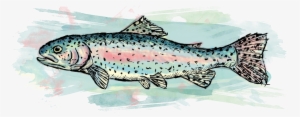 Drawings And Digital Paintings - Trout