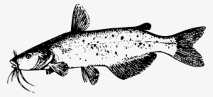 Catfish Fish Tail River Nature Freshwater - Catfish Clip Art
