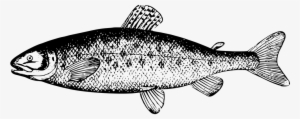 Fintan, The Salmon Of Knowledge - Salmon Clipart Black And White
