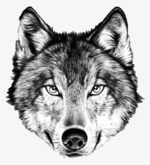 Wolf Face Png - Wolf Face Drawing