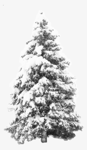 Transparent Snow Tree Png - Winter Snow Tree Png