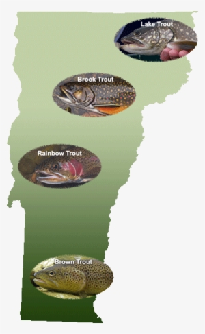 Vermont's Wild Trout - Vermont Fish & Wildlife Department