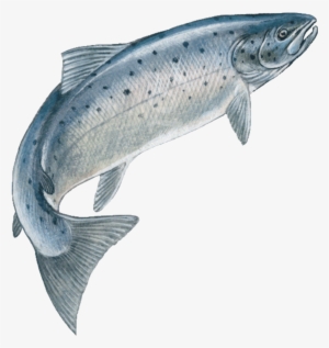 Jumping Fish Speckledfreetoedit - Jumping Salmon