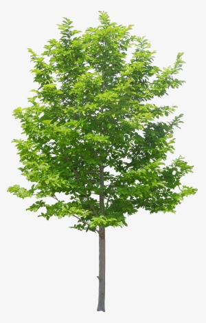 Arvore2 - Tree Png