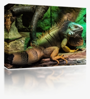 Iguana - South American Iguana