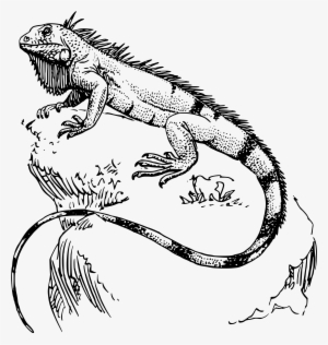 Iguana Icons Png - Iguana Tattoo