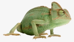 Lizard At The Library - Veiled Chameleon