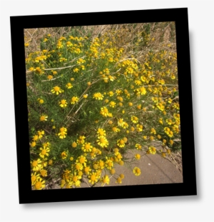 Spring/summer Flowering Plants On The Jornada - Jornada Plant