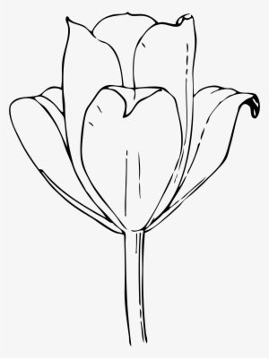 Big Image - Open Tulip Flower Drawing