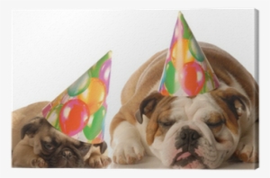 Bulldog And Pug Puppy Wearing Birthday Hat Canvas Print - 2'x3' Giant Birthday Card (dog Design) - W/envelope