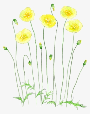 Image Royalty Free Chamomile Drawing Watercolor - Watercolor Yellow Flower Transparent