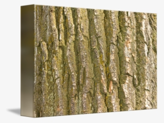 Cottonwood Tree Texture By - Cottonwood Tree Bark