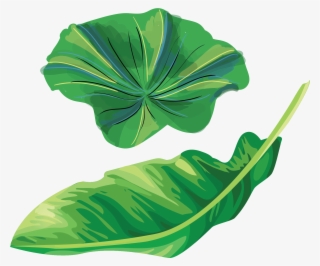Lotus And Banana Leaves - Leaf
