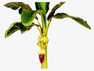 Leaves Clipart Banana Tree - Bhogi Images In Telugu 2019